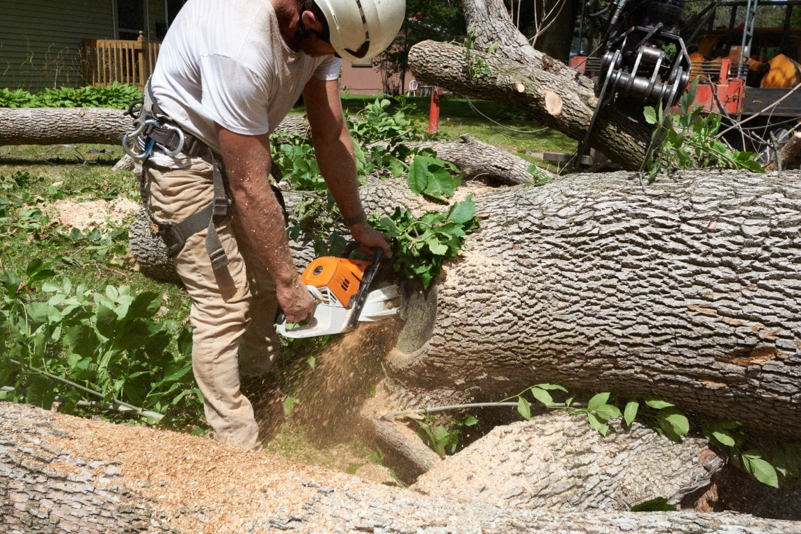 An image of a person working on Tree Removal in Fort Pierce, FL