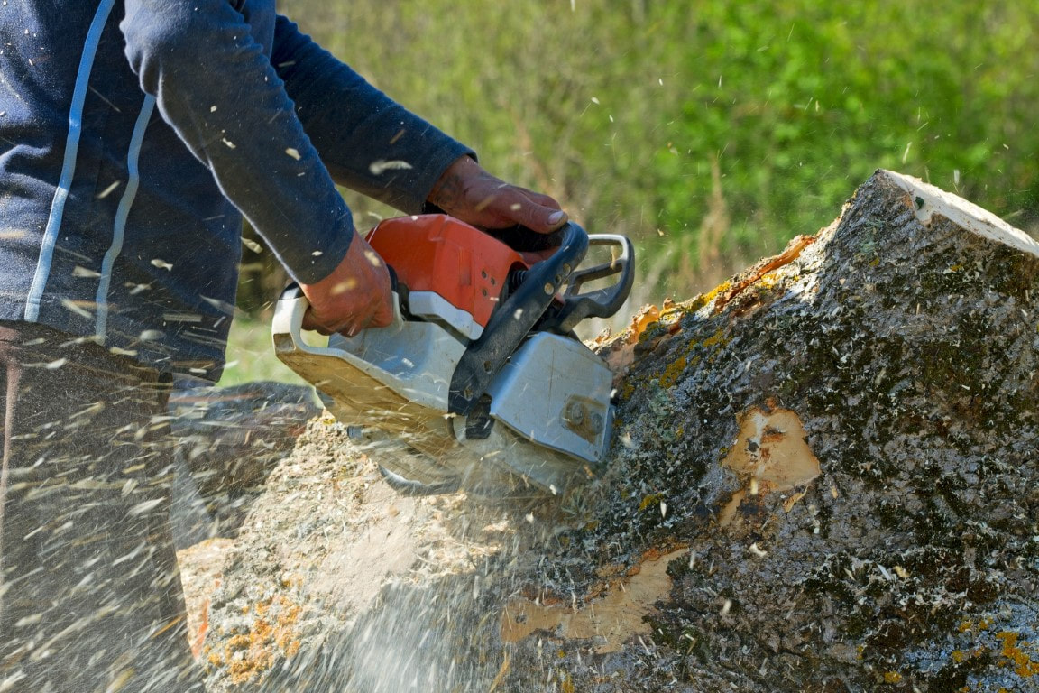 An image of a person stump grinding a tree