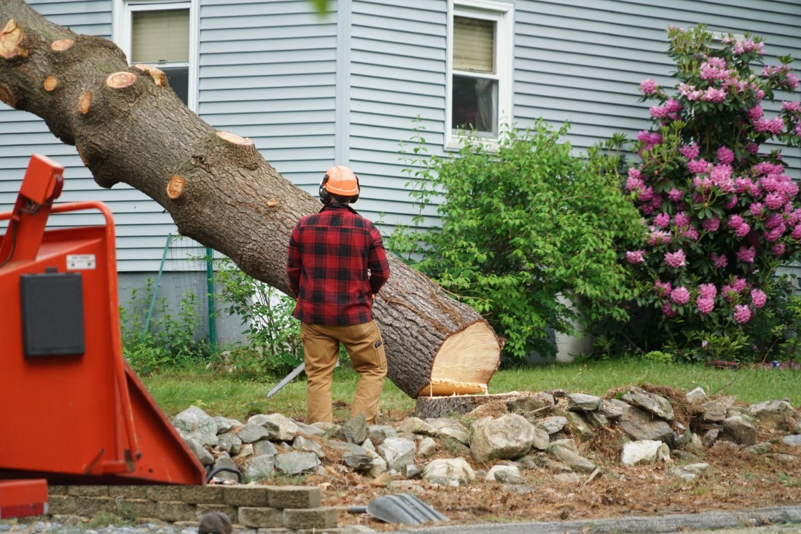 An image of person working on a tree removal service