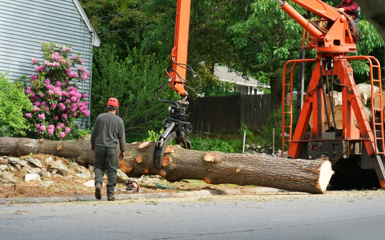 An image of a man working on a tree removal service