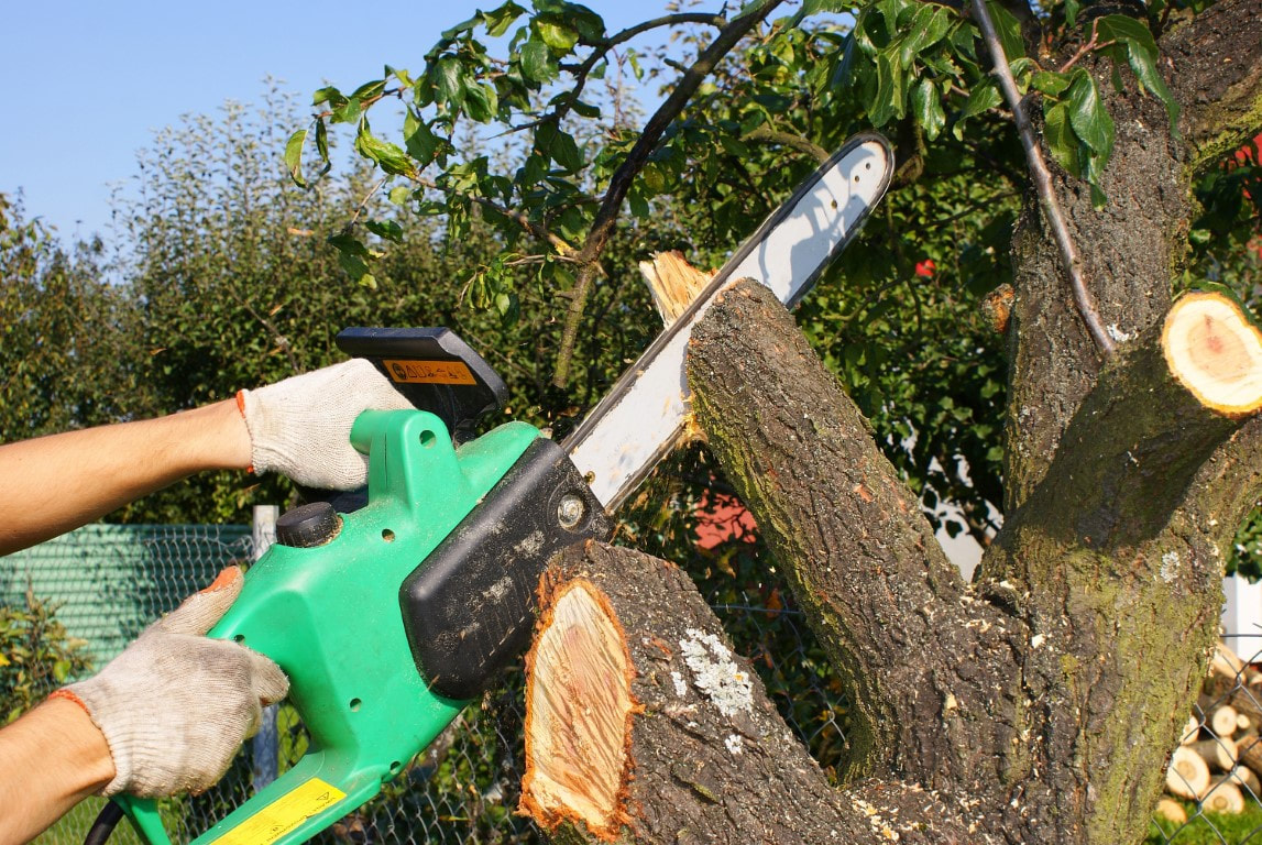An image of a person working on a tree trimming service