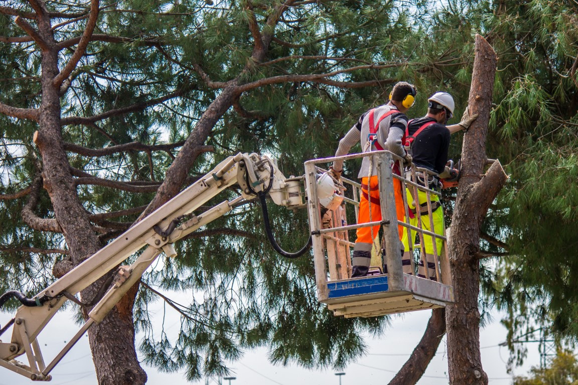 A picture of two men working on a tree trimming service