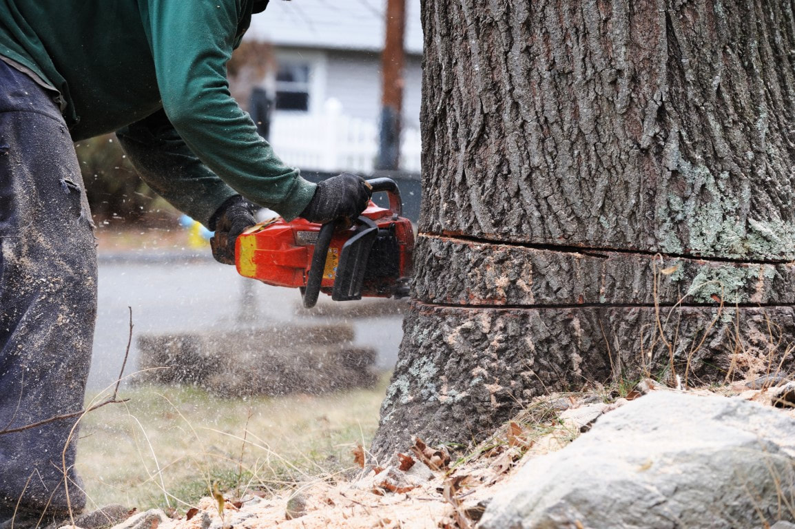 A picture of a person working on a tree removal service