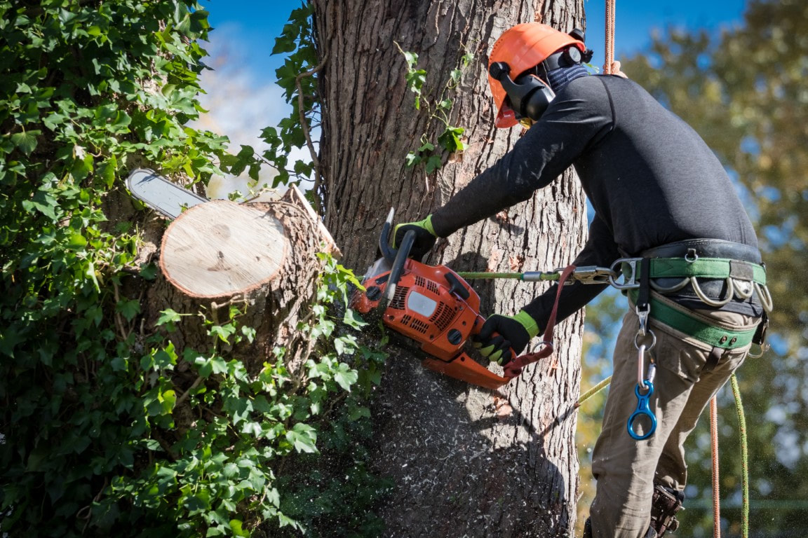 An image of a person cutting down a tree for a tree removal service