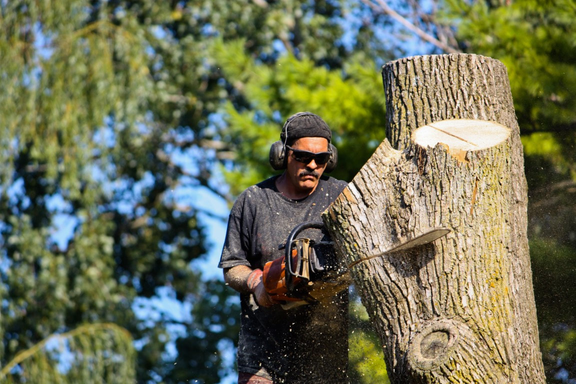 A picture of a man cutting down a tree 