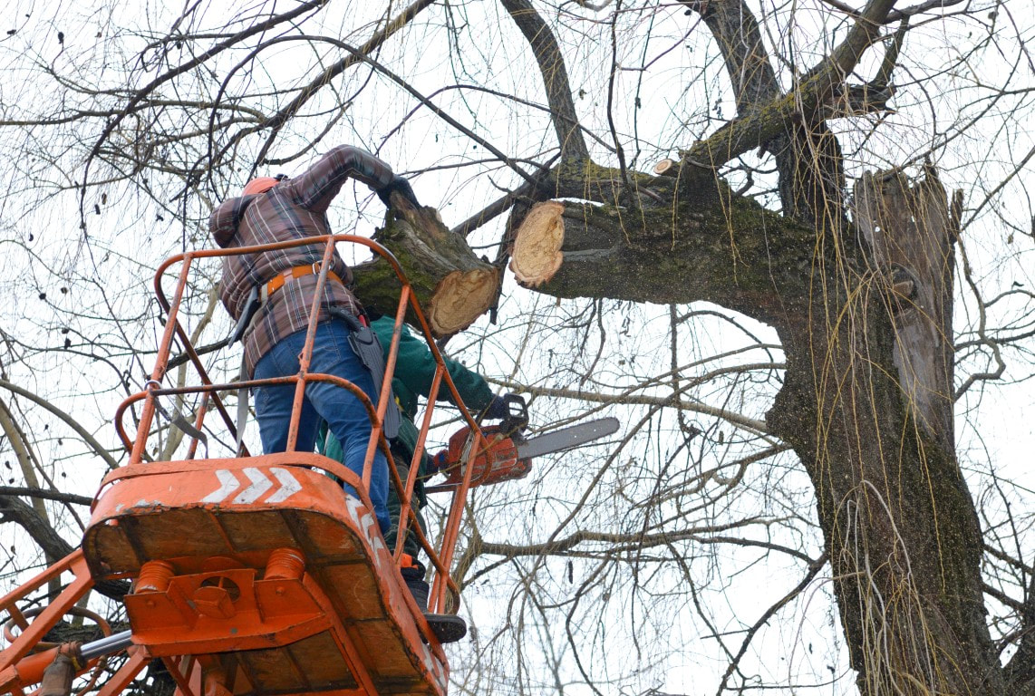 An image of two persons working on a tree trimming service