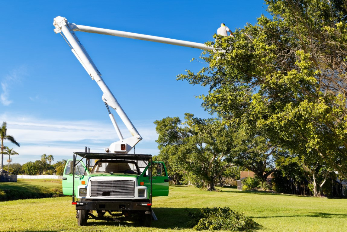 An image of a truck with a person working on a tree trimming service